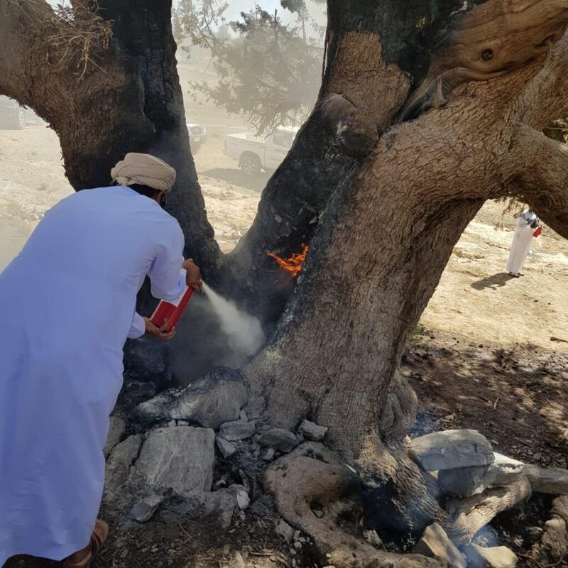 البيئة تتفاعل مع حرق الشجرة المعمّرة