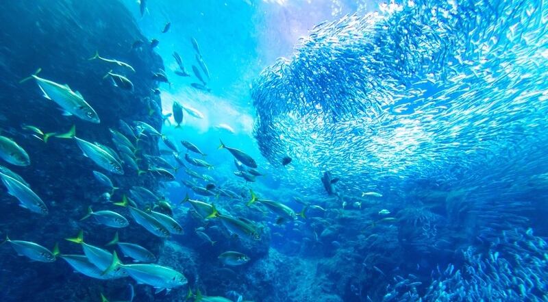 تقرير للفاو يؤكد تضاعف إنتاج سلطنة عمان من الصيد وتربية الأحياء المائية