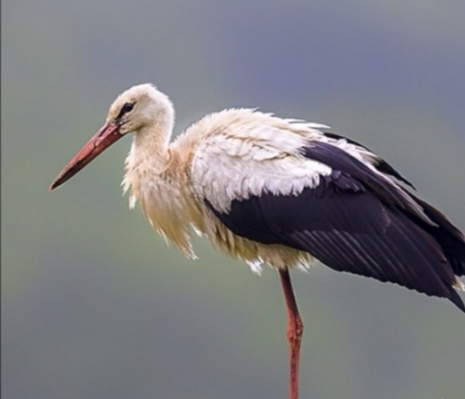 بالصور: طائر مُهاجِر يحّط رحاله في ظفار 