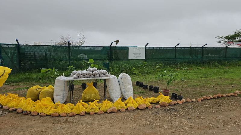 لمكافحة نبتة البارثنيوم: نثر أكثر من 500 مليون بذرة في جبال ظفار