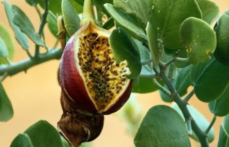 تنبت في عدة دول منها السلطنة: ماذا تعرف عن “العشبة العجيبة”؟