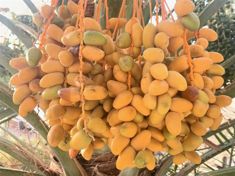 تباشير القيظ تبدأ بنوعين