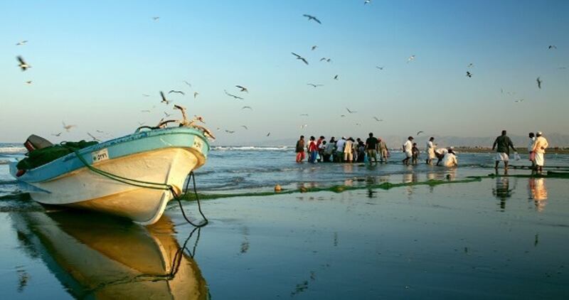 عماني يصطاد نوعًا جديدًا من الشارخة