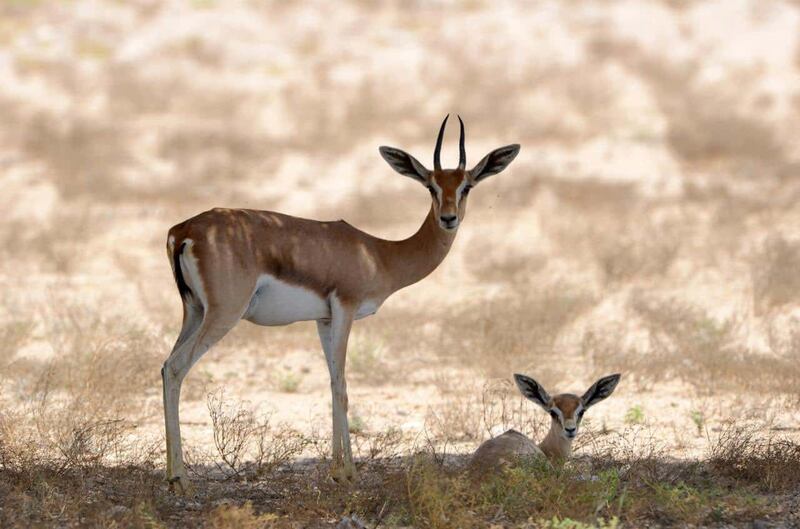 معلومات عن المحميات الثلاث التي صدر بإنشائها ٣ مراسيم سلطانية اليوم
