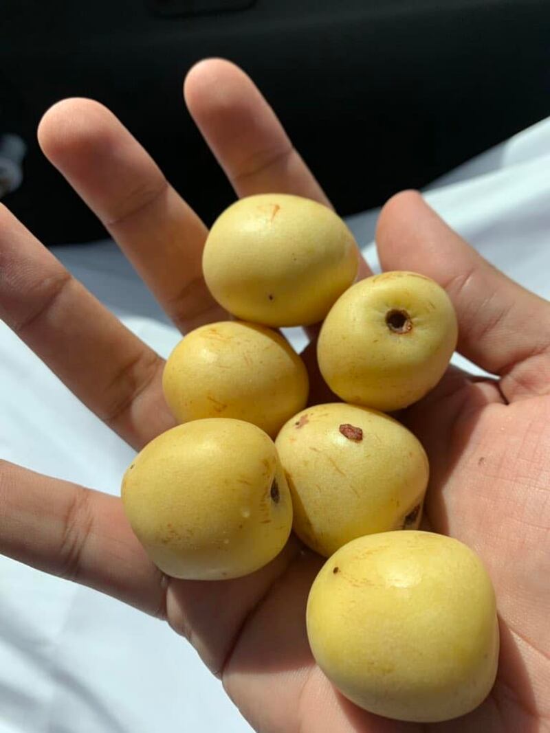 هل تذوقت يومًا طعم فاكهة اللمبج؟