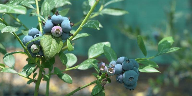 لأول مرة: توت أزرق من جورجيا إلى الجبل الأخضر  