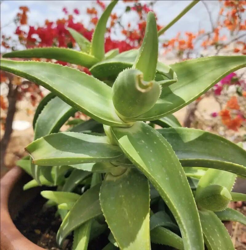 نوعان لها يوجدان في ظفار: ماذا تعرف عن “الألوة” واستخداماتها؟