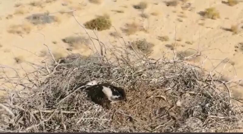 توثيق طير مهدد بالانقراض