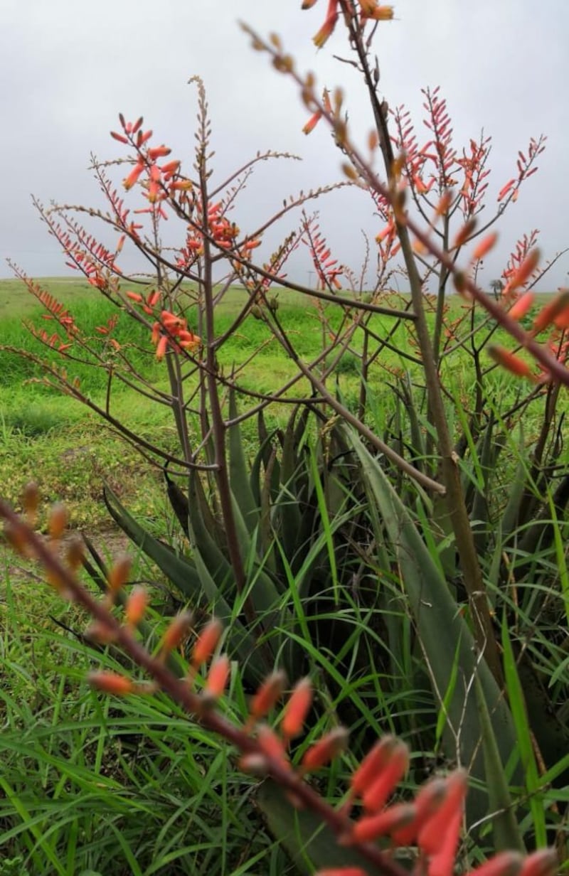 (طُف): النبتة المعجزة ورفيقة نساء ظفار، فماذا تعرف عنها؟