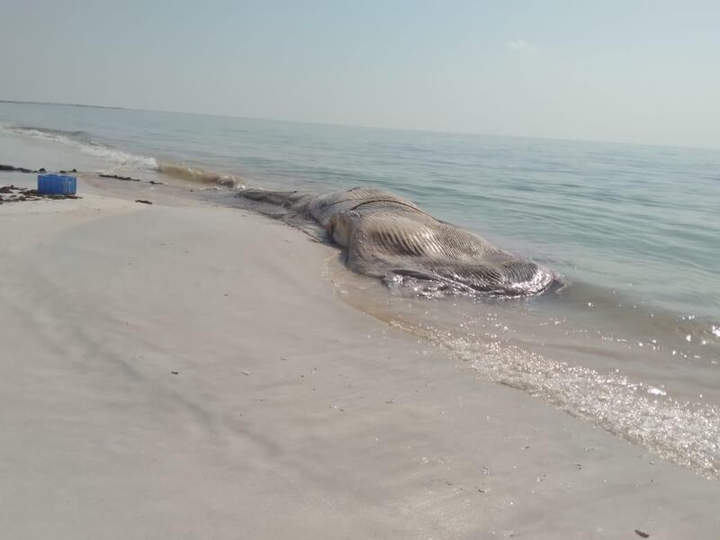 بالصور: نفوق حوت على أحد الشواطئ العمانية