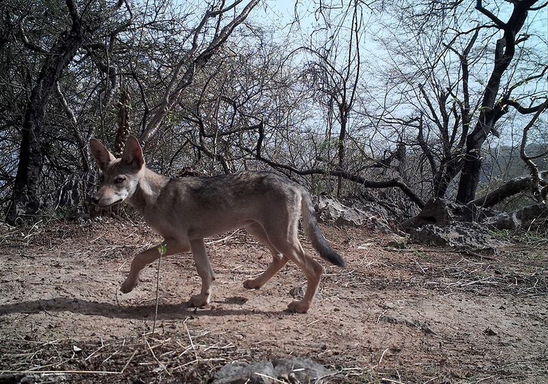 بالصور: دراسة جديدة تؤكد وجود النمر العربي في السلطنة