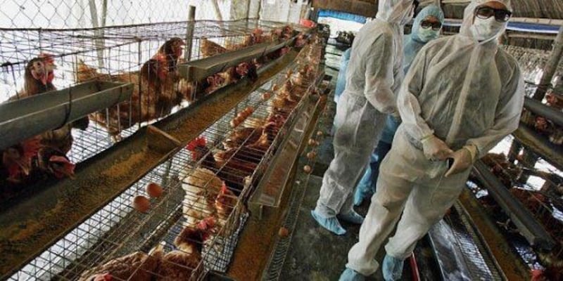 المبيدات الحشرية تصل للبيض.. وهولندا تغلق أكثر من 100 مزرعة دواجن