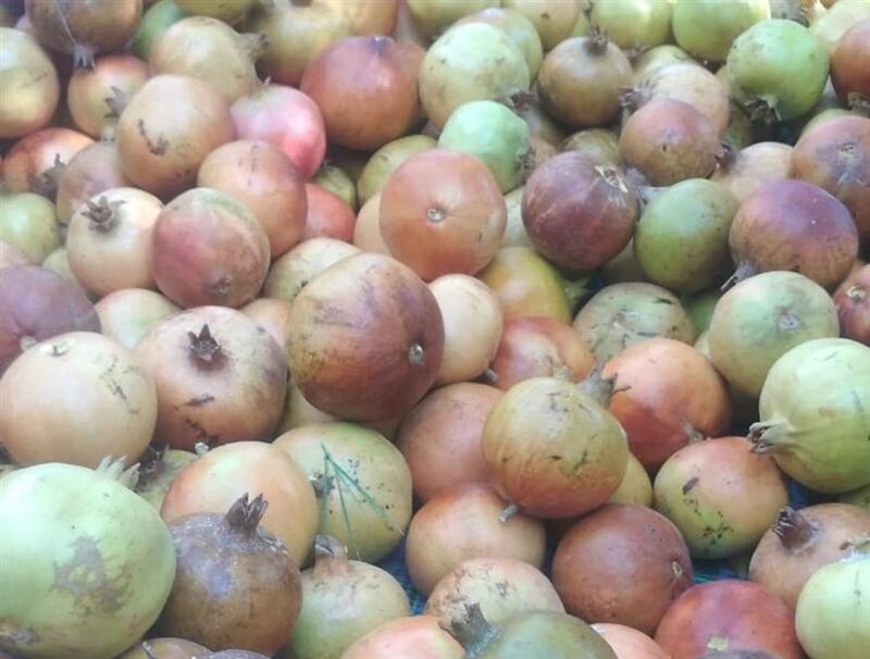 نجاح زراعة الرمان في الشرقية