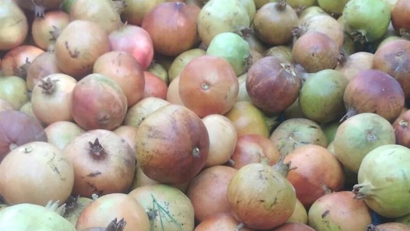 نجاح زراعة الرمان في الشرقية