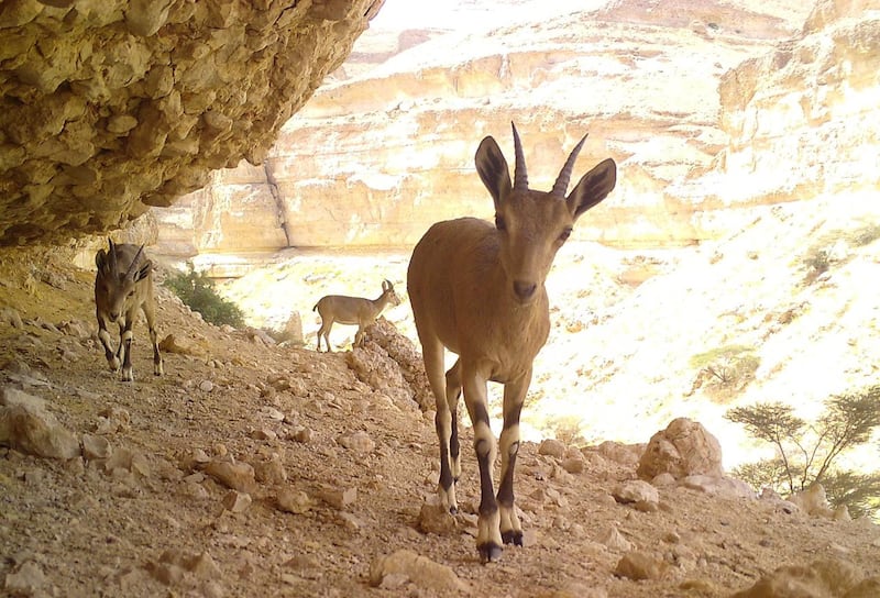 بالصور: دراسة بيئية حول الوعل النوبي في السلطنة