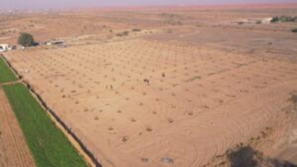 بدعم حكومي: حقول نموذجية لأشجار النخيل والمانجو والليمون