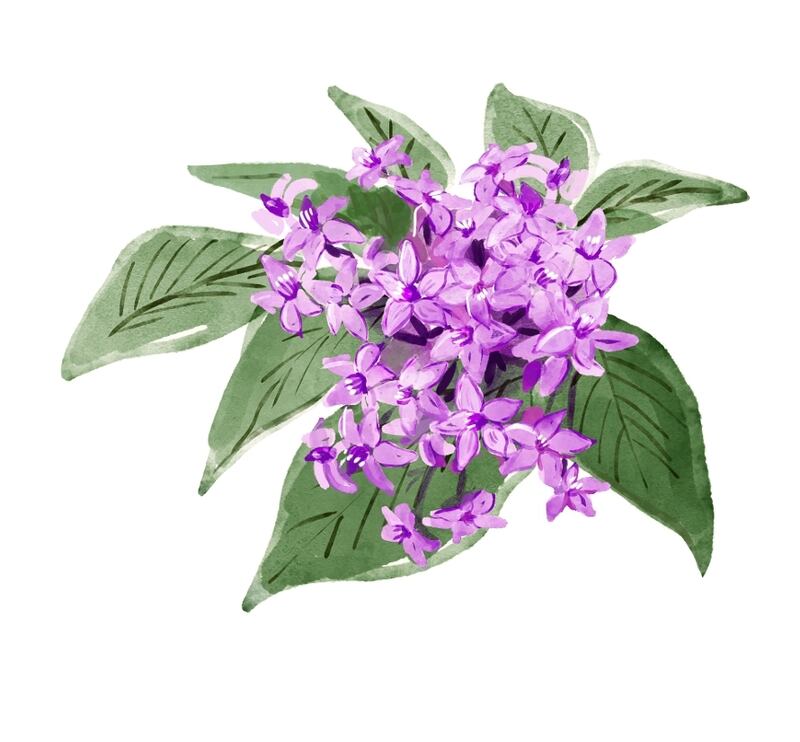 “السجاد البنفسجي” حاضر في استقبال جلالة السلطان؛ فإلى ماذا يرمز؟