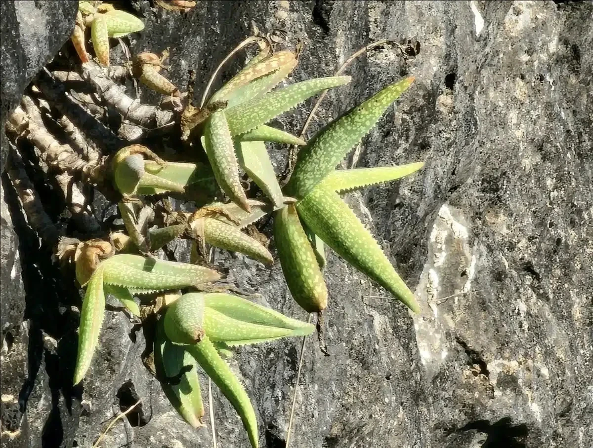 نوعان لها يوجدان في ظفار: ماذا تعرف عن “الألوة” واستخداماتها؟