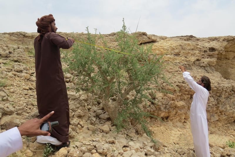 بدء جمع معلومات عن أشجار “المر”، فما أهميتها؟