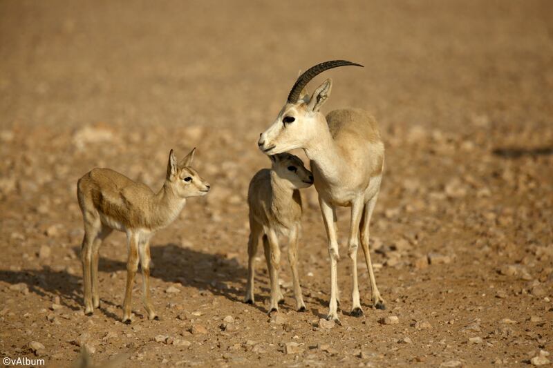 تضم آلاف الصور: أول مكتبة رقمية تقدّم الصورة الفوتوغرافية العمانية