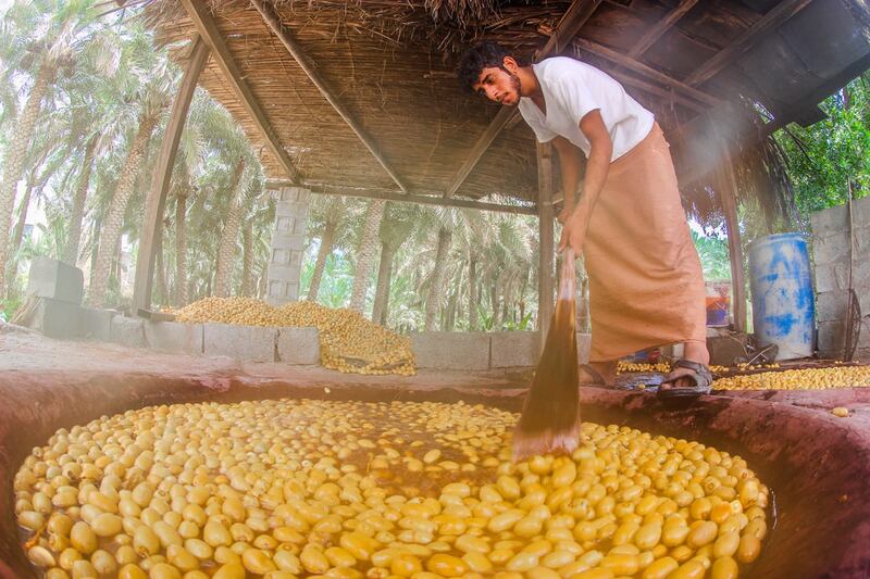 الحرارة المرتفعة  تُبكِّر جداد نخيل المبسلي في نخل