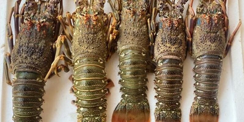 بقرار وزاري: حظر صيد الشارخة لـ 10 أشهر