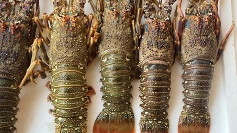 بقرار وزاري: حظر صيد الشارخة لـ 10 أشهر