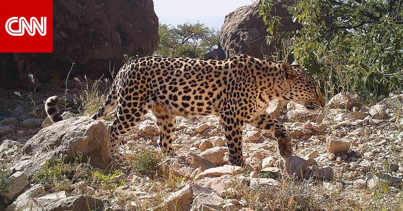 شبكة سي أن أن: أحد أندر أنواع النمور يوجد في سلطنة عمان