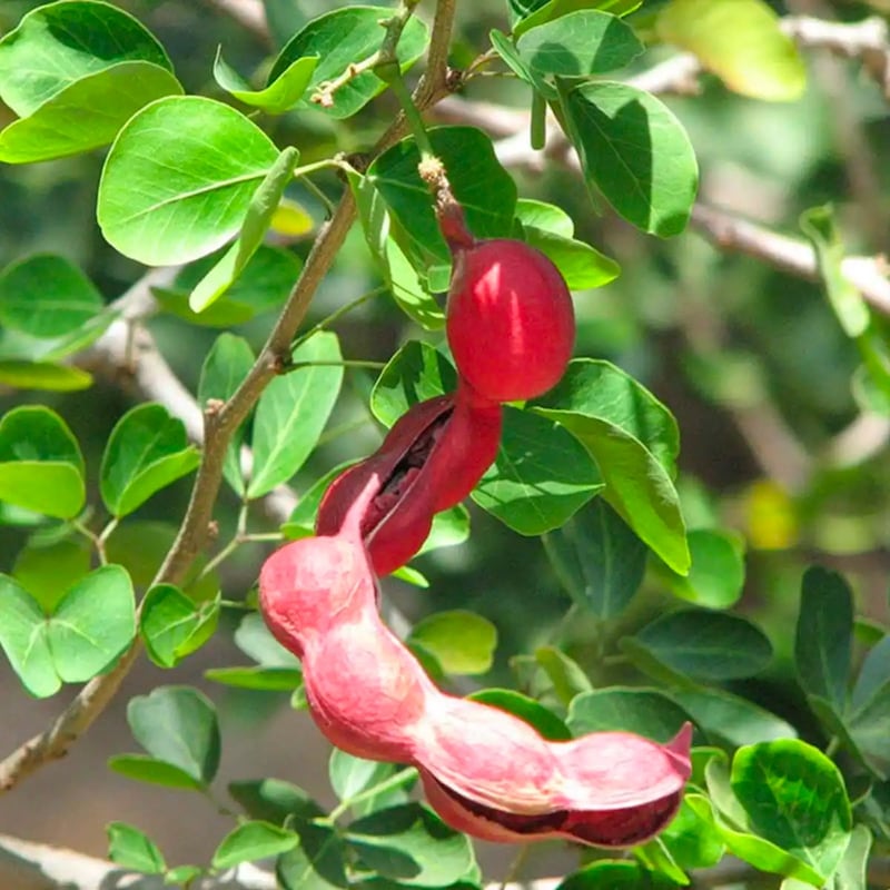 “اللوز الهندي” له مسميات وفوائد كثيرة؛ فهل سمعت به؟