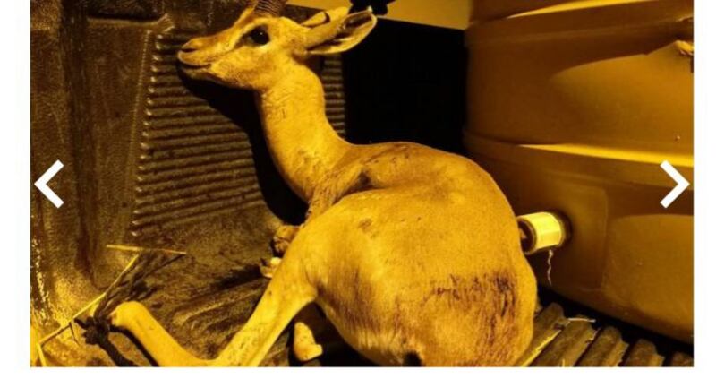 حكم قضائي ضد صائدي غزال.. وديوان البلاط السلطاني يكشف تفاصيل القضية