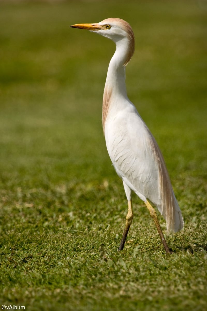 تضم آلاف الصور: أول مكتبة رقمية تقدّم الصورة الفوتوغرافية العمانية