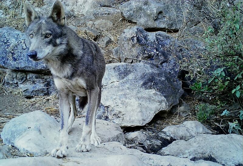حكى عن قصته مع الأفاعي والذئاب: مصور عُماني يعشق تصوير الحيوانات ويرفض عروضًا من محطات عالمية