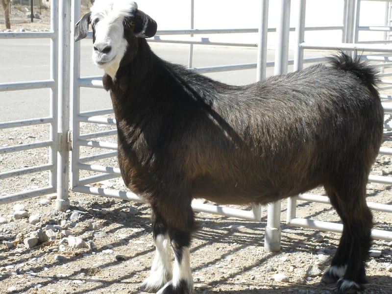 لحمايتهما: تسجيل وتوثيق “ماعز الباطنة” و”الماعز الجبالي”