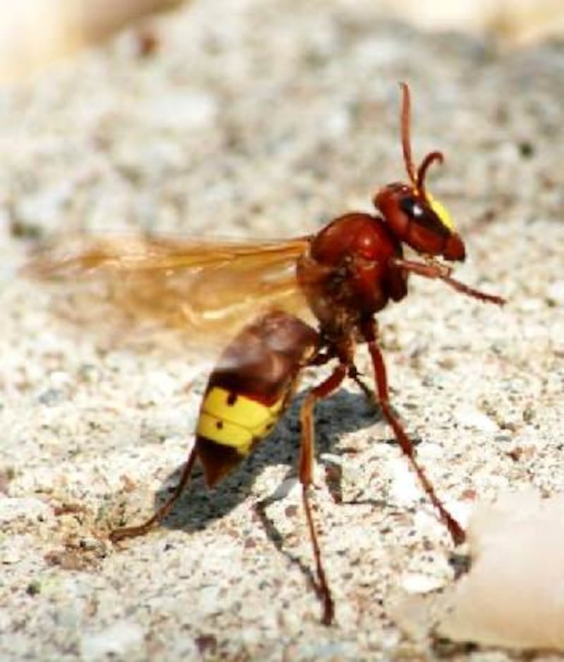 مواطن يشتكى من “الدبي” والزراعة تتفاعل