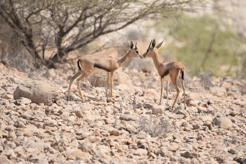 بالصور: تعرف  على محمية رأس الشجر الطبيعية