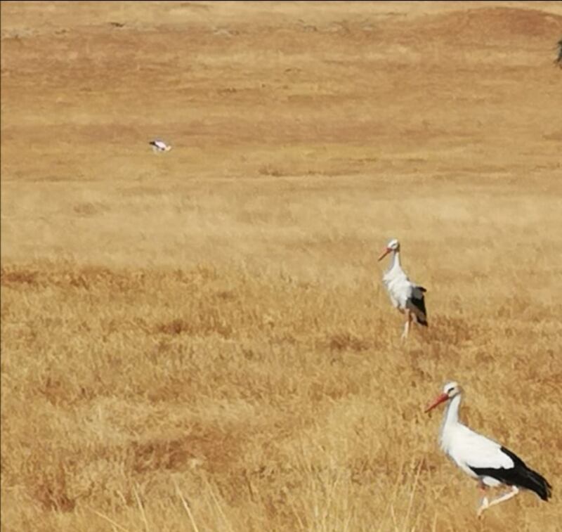 بالصور: طائر مُهاجِر يحّط رحاله في ظفار 