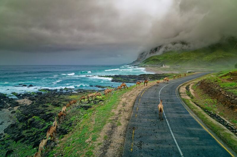 40 شركة سعودية و13 إعلاميًا في فعاليات #مرحبًا_ظفار بصلالة 