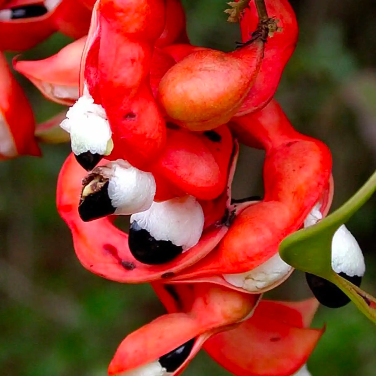 “اللوز الهندي” له مسميات وفوائد كثيرة؛ فهل سمعت به؟