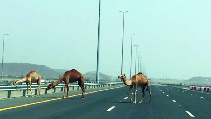 بلدية الظاهرة تبحث عن متعاقدين للقبض على الحيوانات السائبة
