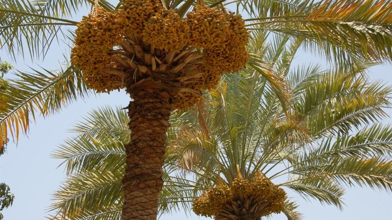 كل عام: بشائر القيظ تُبكِّر في دماء والطائيين