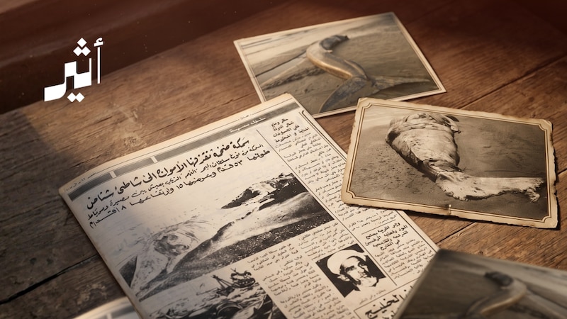 قبل نحو نصف قرن: حين قذف البحرُ “سلطانه” إلى شاطئ شناص