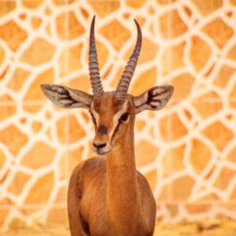 توجد به حيوانات نادرة: تعرّف على متنزه النعمان ببركاء