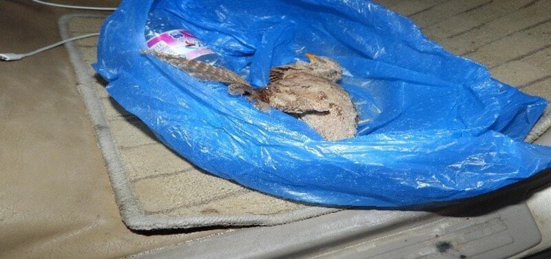 بالصور: القبض على أشخاص انتهكوا الحياة البرية في ظفار