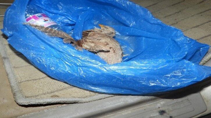 بالصور: القبض على أشخاص انتهكوا الحياة البرية في ظفار