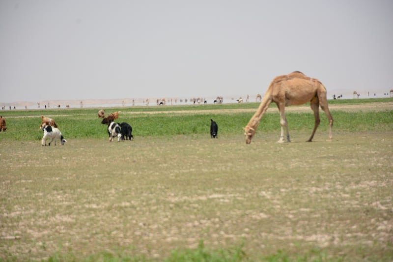 بالصور: “قوع الجوبة” قرية عُمانية يقصدها الزوار للراحة والاستجمام