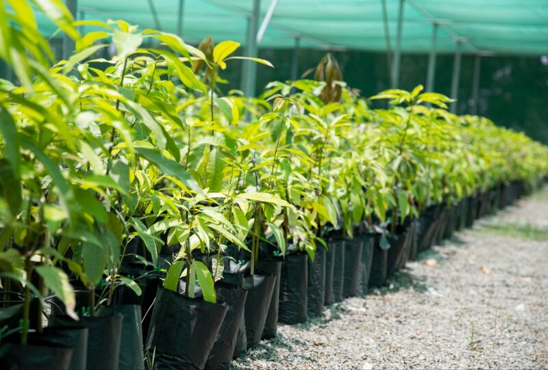 تعرف على مشروع إكثار أنواع وأصناف شتلات الفاكهة الاقتصادية