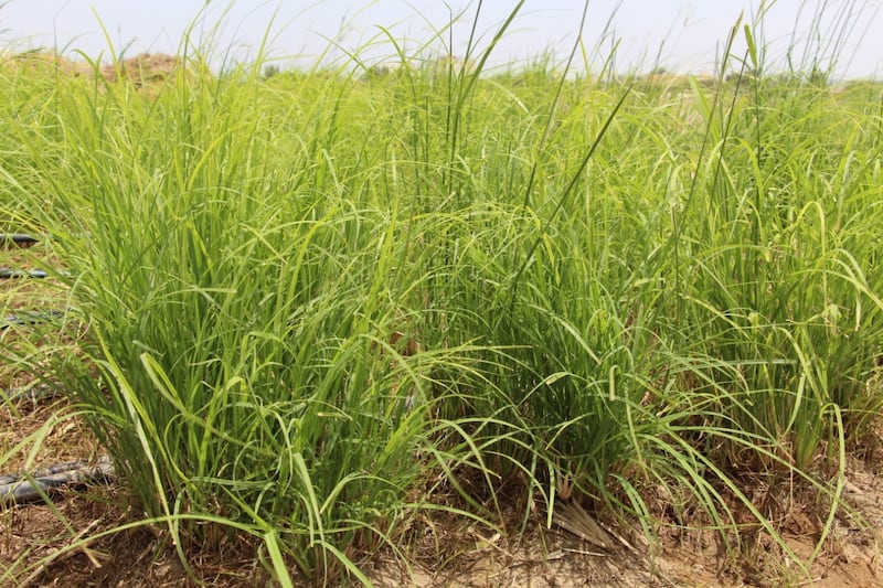 اللبيد من أفضل الحشائش في تغذية الماشية ومختصون يوضحون طرق زراعته