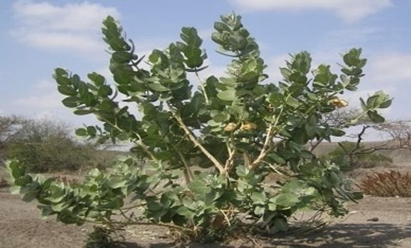 هذا النبات المحلي له فوائد واستخدامات عديدة إلا أنه قد يؤدي إلى فقدان البصر، فكيف يمكن التعامل معه؟