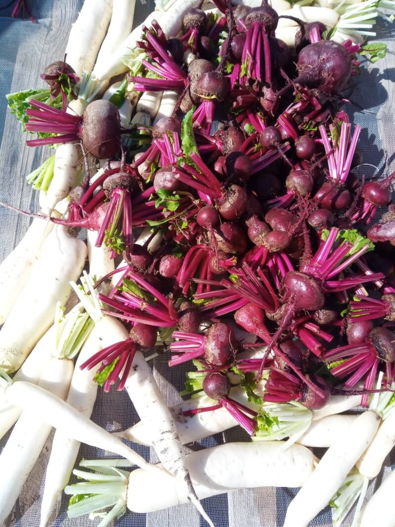 بالصور: تجربة مواطن في زراعة الشمندر