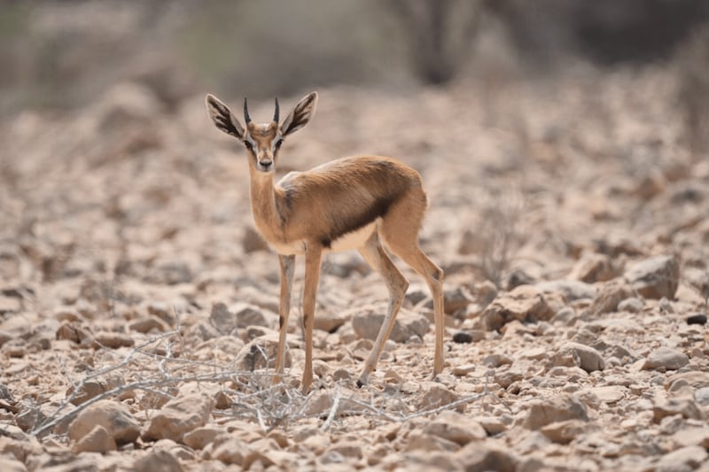 كالصيد والتهريب: سجن وغرامات ضد منتهكي قانون المحميات الطبيعية